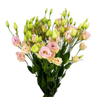 LISIANTHUS ROSITA CHAMPAGNE 701
