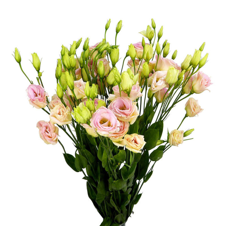 LISIANTHUS ROSITA CHAMPAGNE 701