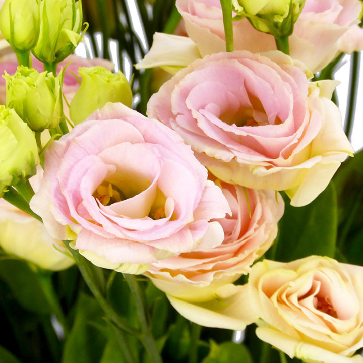 LISIANTHUS ROSITA CHAMPAGNE 702