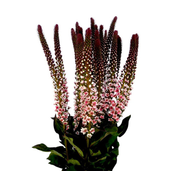 LYSIMACHIA TEÑIDO RED 701