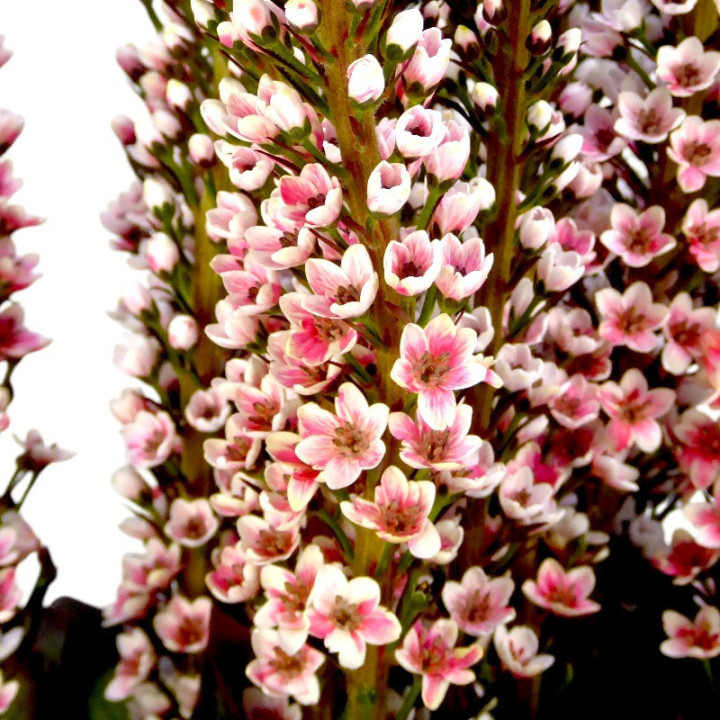 LYSIMACHIA TEÑIDO RED 702