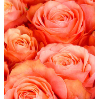 ROSA HOL. KAHALA ROSA 601