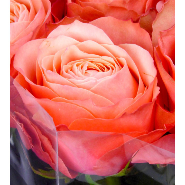 ROSA HOL. KAHALA ROSA 602