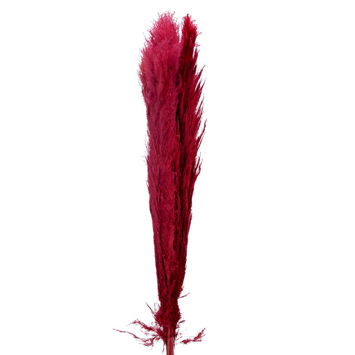 CORTADERIA BORDEAUX 1401