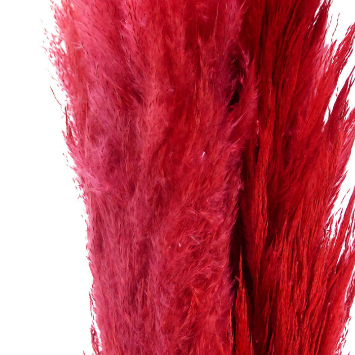 CORTADERIA BORDEAUX 1402