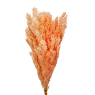 DRIED MIROCLAUDIO PRESERVADO MELOCOTON1
