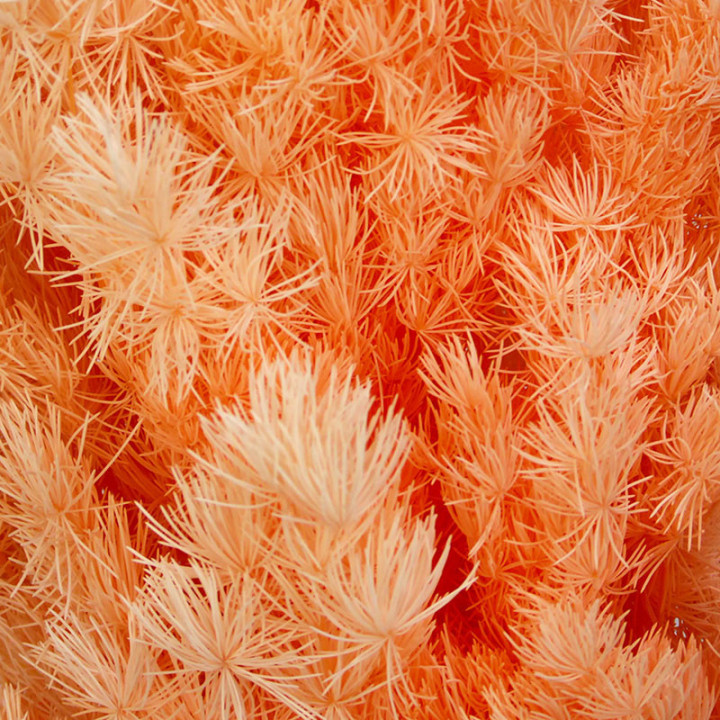 DRIED MIROCLAUDIO PRESERVADO MELOCOTON2