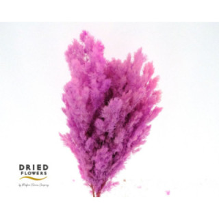 DRIED MIROCLAUDIO PRESERVADO VIOLETA1