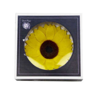 GIRASOL PRESERVADO AMARILLO1