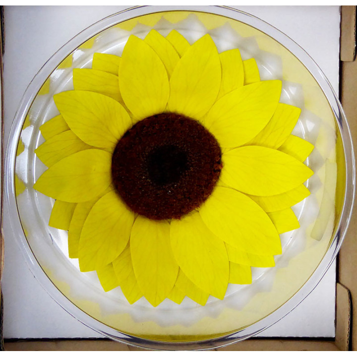 GIRASOL PRESERVADO AMARILLO2