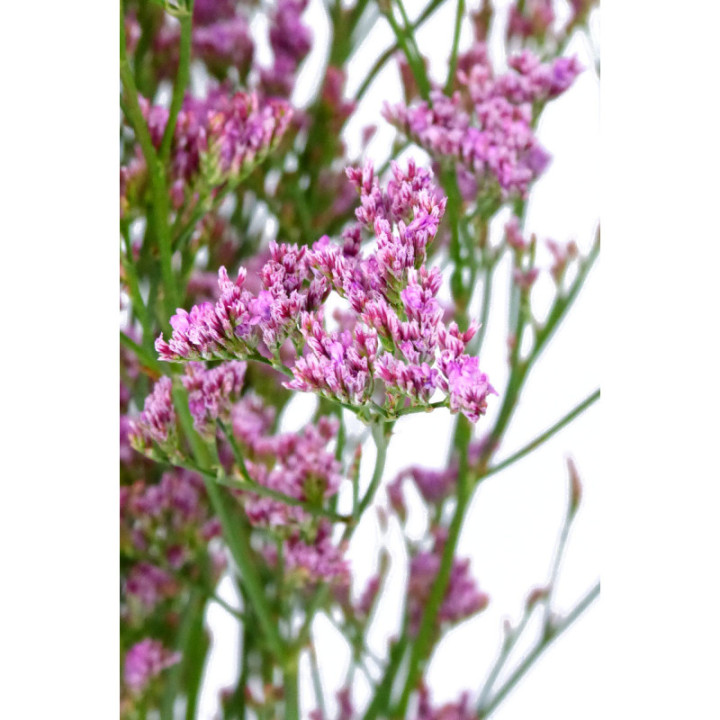 LIMONIUM SAF OSHI PINK 601