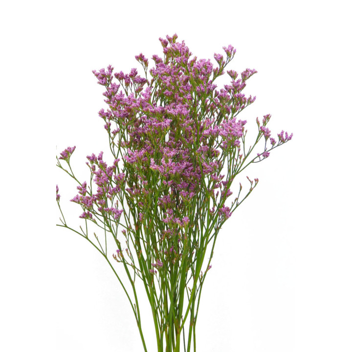 LIMONIUM SAF OSHI PINK 602