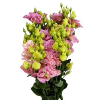 LISIANTHUS COREL CORAL 701