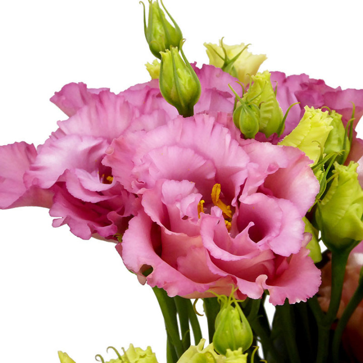LISIANTHUS COREL CORAL 702