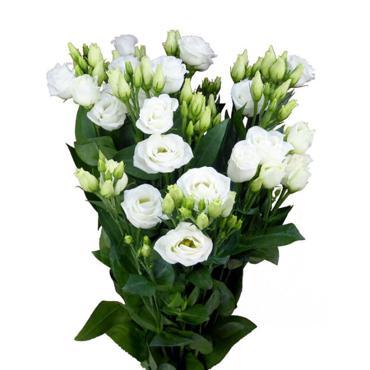 LISIANTHUS ROSITA WHITE 751