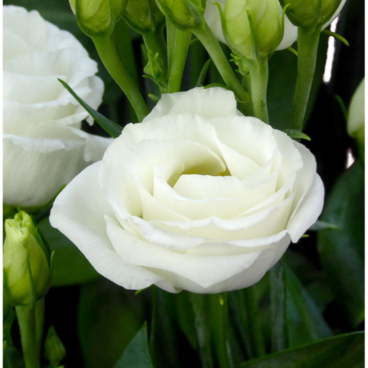 LISIANTHUS ROSITA WHITE 752
