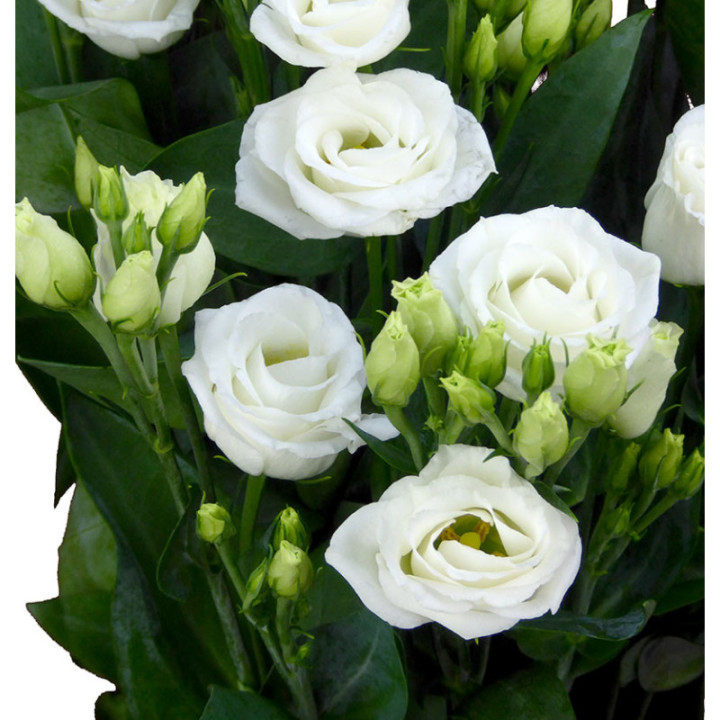 LISIANTHUS ROSITA WHITE 753