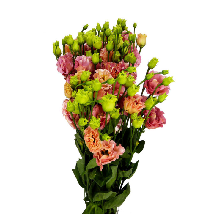 LISIANTHUS SABRINA ORANGE 701
