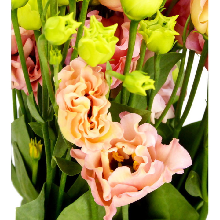 LISIANTHUS SABRINA ORANGE 702