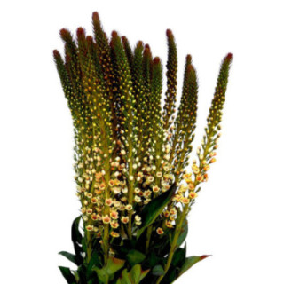 LYSIMACHIA TEÑIDO ORANGE 701