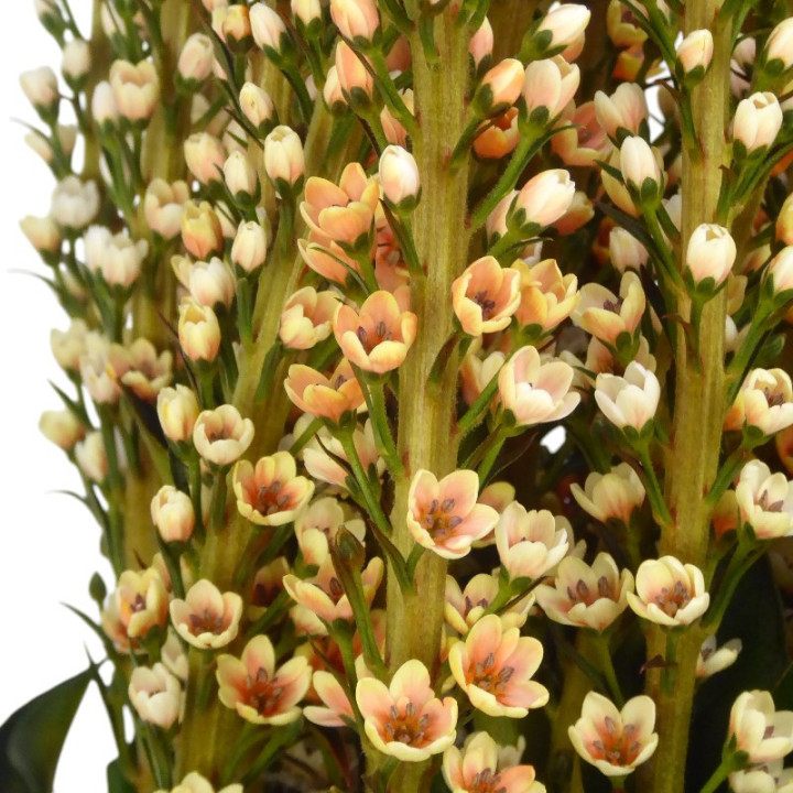 LYSIMACHIA TEÑIDO ORANGE 702