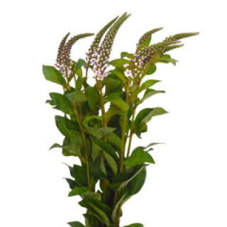 LYSIMACHIA PINK 701
