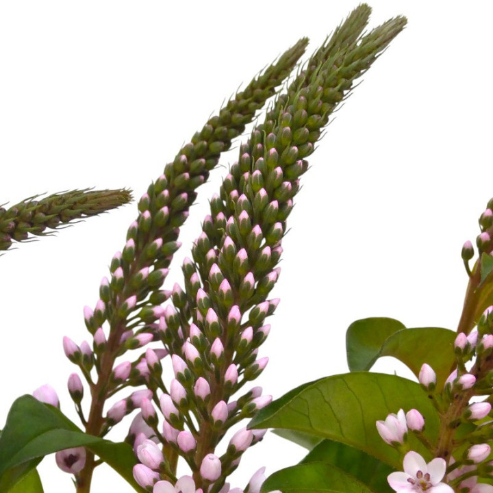 LYSIMACHIA PINK 702