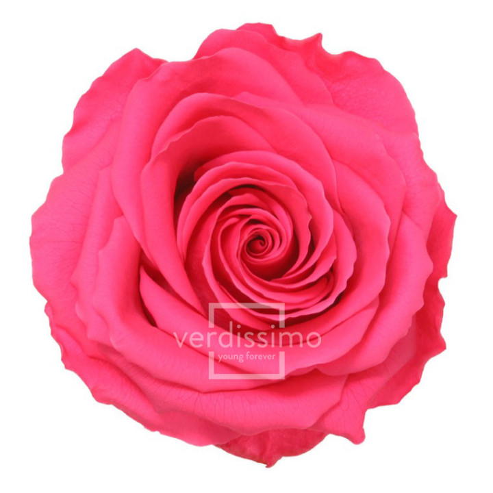 ROSA PRESERVADA PREMIUM 4 UNID RSG/24901