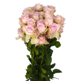 RS RAMIFICADA SWEET BLOSSOMS 701