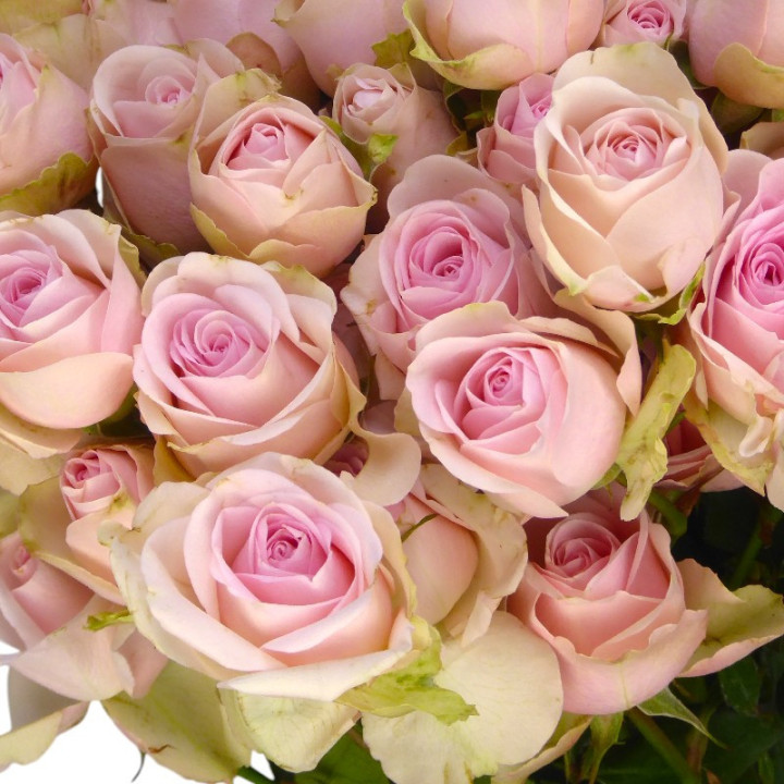 RS RAMIFICADA SWEET BLOSSOMS 702