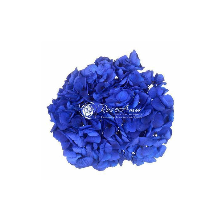 HORTENSIA PRESERVADA BLUE 031