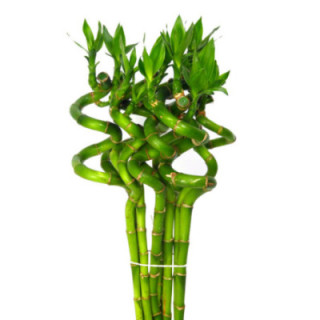 DRAC BAMBOO SPIRAAL 601