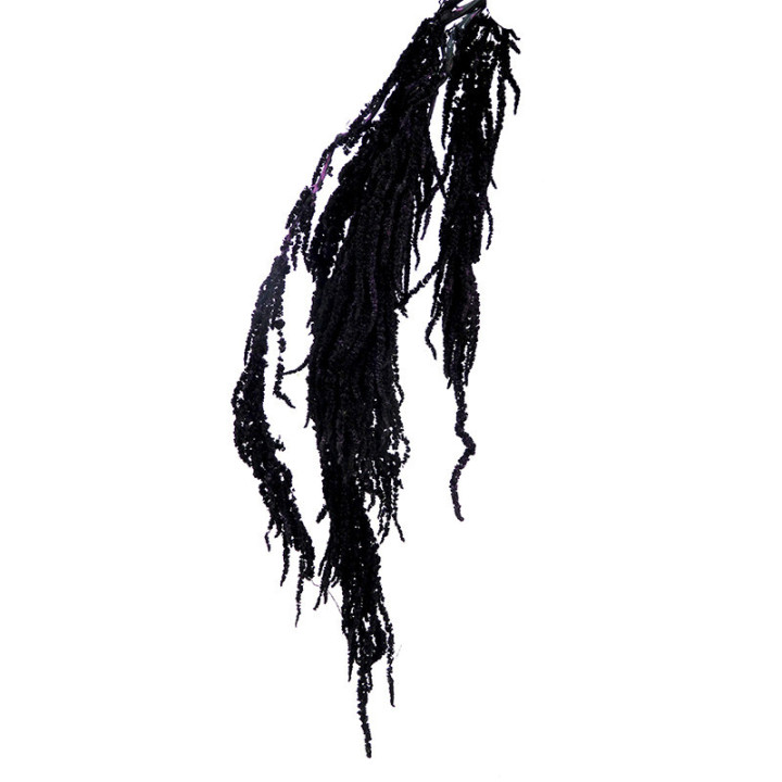 AMARANTHUS CAUDATUS PRESERVADO NEGRO1