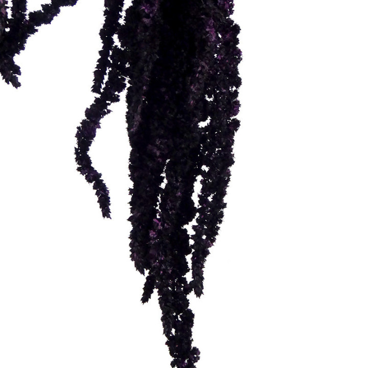 AMARANTHUS CAUDATUS PRESERVADO NEGRO2