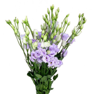 LISIANTHUS ROSITA LAVANDER 751