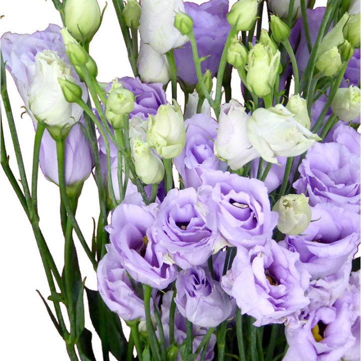 LISIANTHUS ROSITA LAVANDER 752