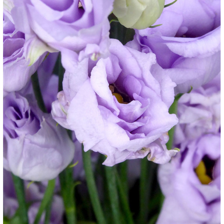 LISIANTHUS ROSITA LAVANDER 753