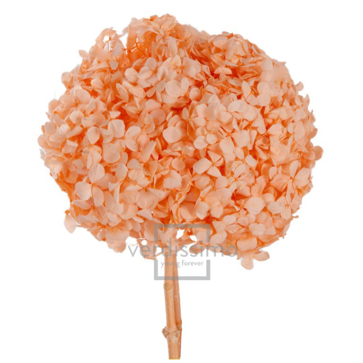 HORTENSIA PRESERVADA PREMIUM HRT/05301