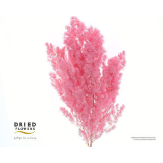 DRIED MIROCLAUDIO PRESERVADO ROSA1
