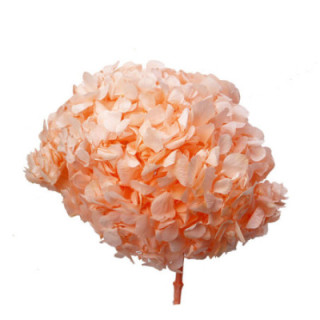 HORTENSIA PRESERVADA MELOCOTON1