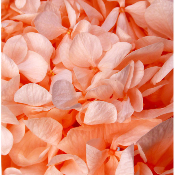 HORTENSIA PRESERVADA MELOCOTON2