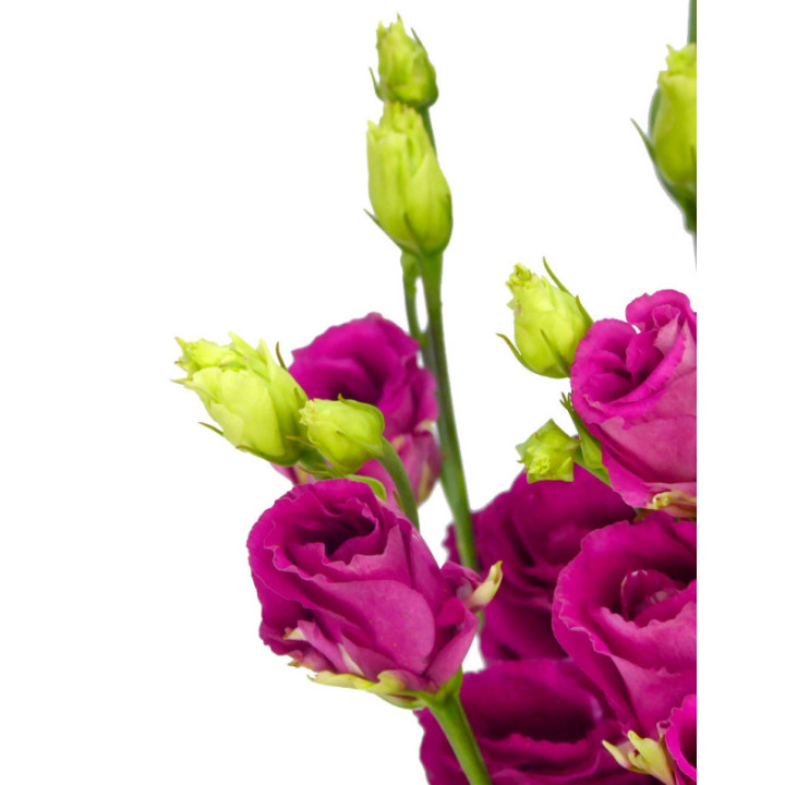 LISIANTHUS AROSA RED 751
