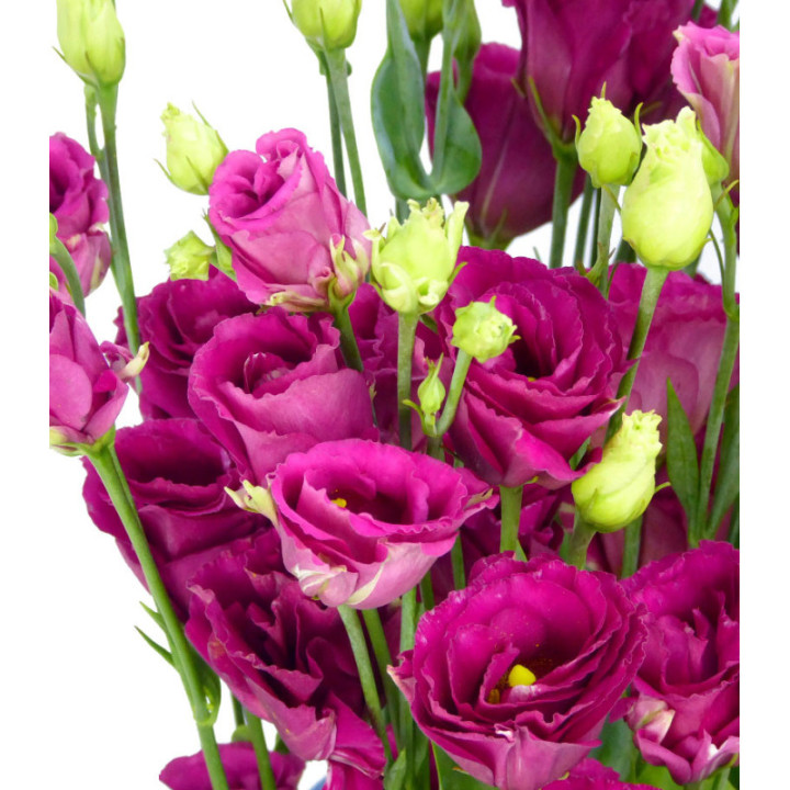 LISIANTHUS AROSA RED 752