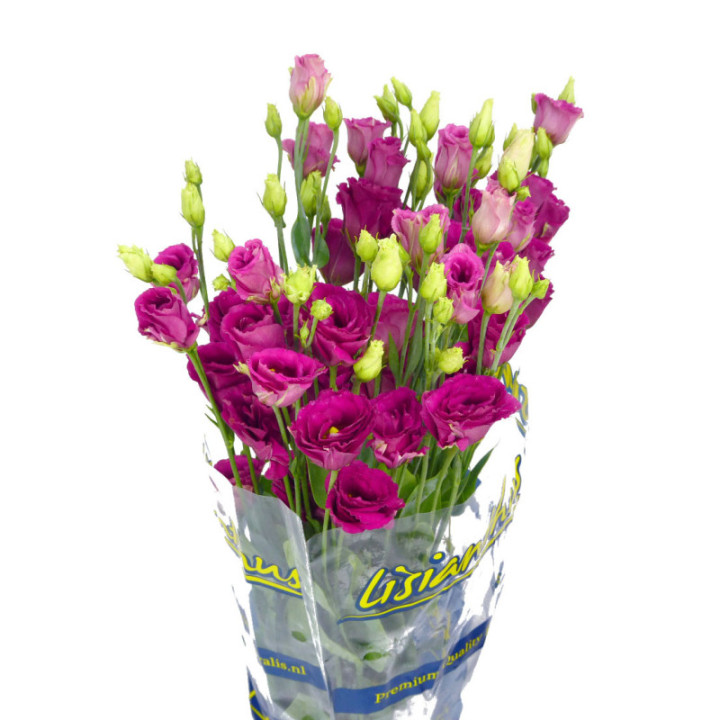 LISIANTHUS AROSA RED 753