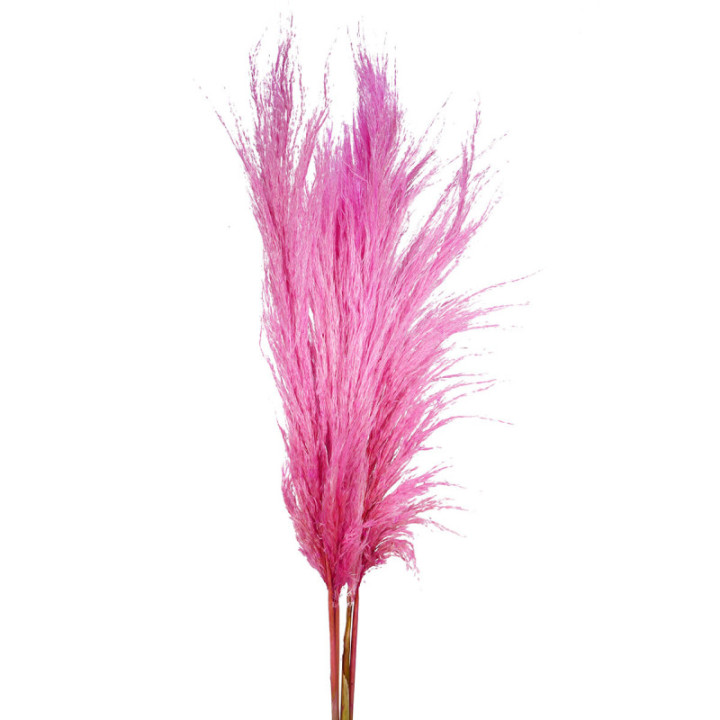 CORTADERIA ROSA CLARO 120 X8 TALLOS1