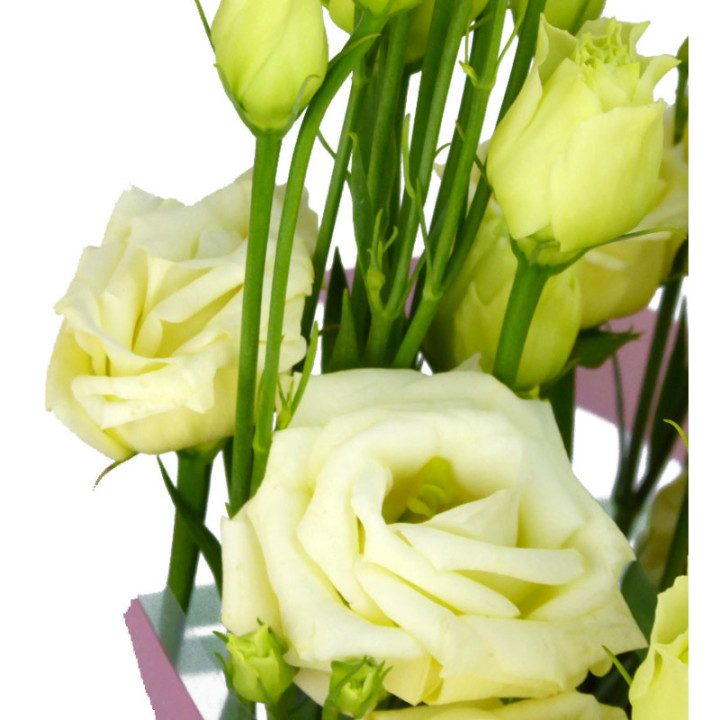 LISIANTHUS ROSITA YELLOW 751
