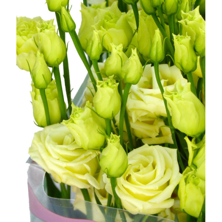 LISIANTHUS ROSITA YELLOW 752