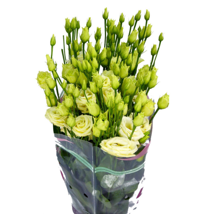 LISIANTHUS ROSITA YELLOW 753