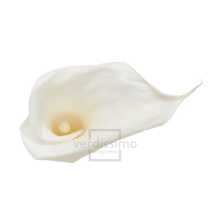 MINI CALA PRESERVADA CREMA MCL/50001