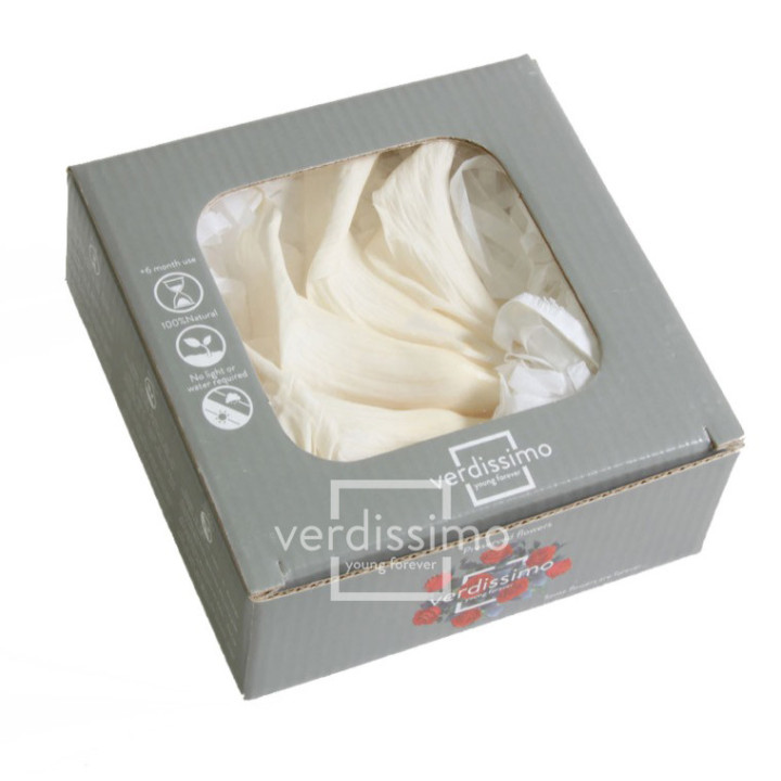 MINI CALA PRESERVADA CREMA MCL/50002